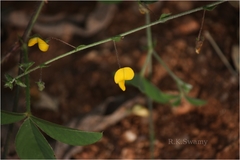 Crotalaria orixensis